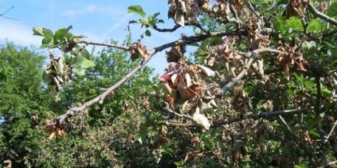 Bolesti šljive: fotografije i kako liječiti